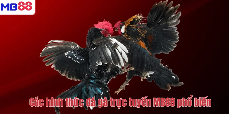 Đá Gà Trực Tuyến MB88 – Trải Nghiệm Giải Trí Hấp Dẫn 3 Các hình thức đá gà trực tuyến MB88 phổ biến