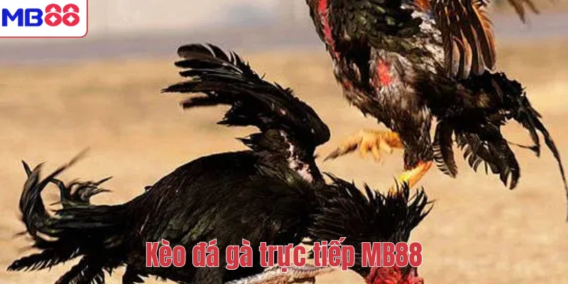 Kèo Đá Gà Trực Tiếp MB88 – Cách Chơi Và Kinh Nghiệm Hiệu Quả 1 Kèo đá gà trực tiếp MB88