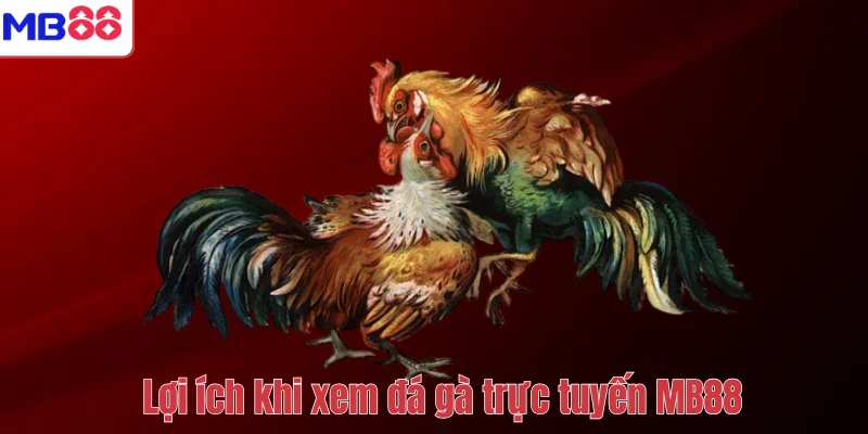 Đá Gà Trực Tuyến MB88 – Trải Nghiệm Giải Trí Hấp Dẫn 4 Lợi ích khi xem đá gà trực tuyến MB88