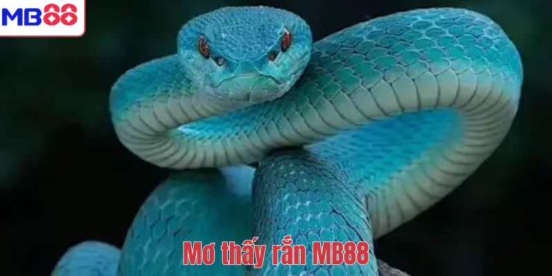Mơ Thấy Rắn – Giải Mã Ý Nghĩa Tâm Linh Và Con Số May Mắn 1 Mơ thấy rắn MB88