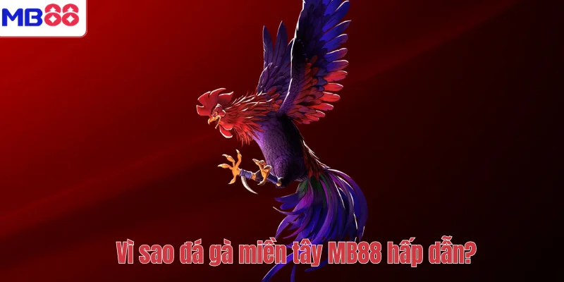 Đá Gà Miền Tây MB88 – Khám Phá Sân Chơi Chiến Kê Đỉnh Cao 3 Vì sao đá gà miền tây MB88 hấp dẫn?